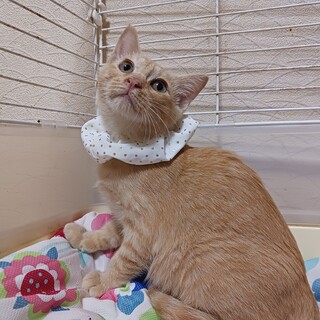 ミルクティーみたいな色の茶トラ君★去勢手術済み！