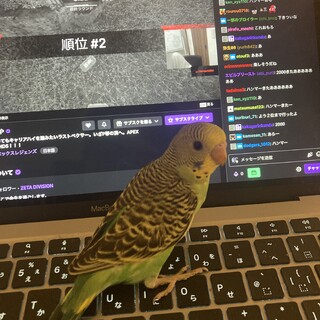 セキセイインコの幼鳥の里親募集