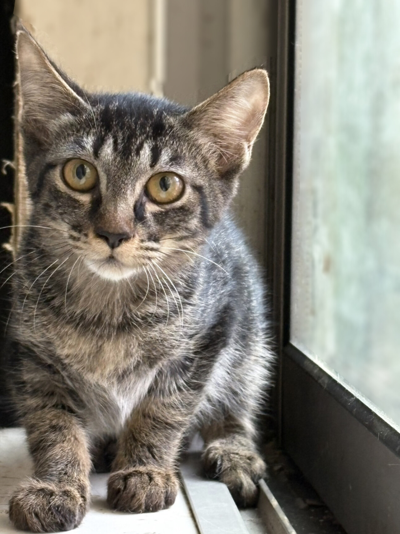 ちょっと小柄な♀きじくちゃん約５か月 サムネイル1