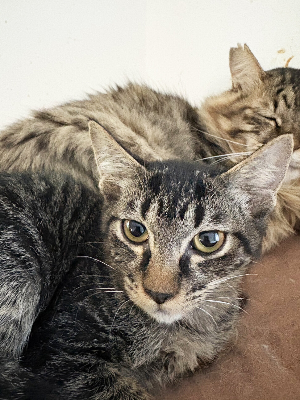 ちょっと小柄な♀きじくちゃん約５か月 サムネイル2