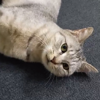 美人のサバトラさんの里親募集