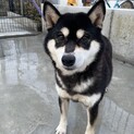 柴犬　雌　とても落ち着いた子です