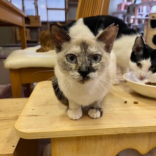 おとなしい♡シャムMIXの女の子ฅ•ﻌ•´ฅ