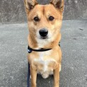 日本犬飼育経験者に限る！柴系MIX里親募集