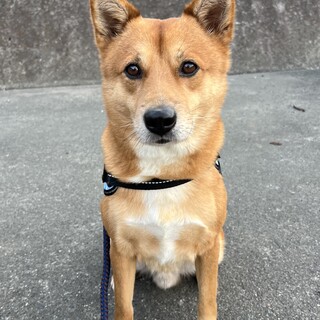 日本犬飼育経験者に限る！柴系MIX里親募集