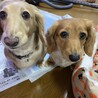 スタンダードダックス