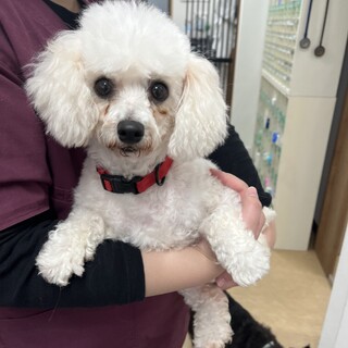 ⭐︎美人なビションフリーゼ⭐︎ジュレちゃん⭐︎