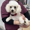 ⭐︎美人なビションフリーゼ⭐︎ジュレちゃん⭐︎ サムネイル2