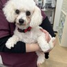 ⭐︎美人なビションフリーゼ⭐︎ジュレちゃん⭐︎ サムネイル4