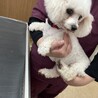 ⭐︎美人なビションフリーゼ⭐︎ジュレちゃん⭐︎ サムネイル5