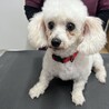 ⭐︎美人なビションフリーゼ⭐︎ジュレちゃん⭐︎ サムネイル6