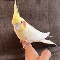 オカメインコ4才♀