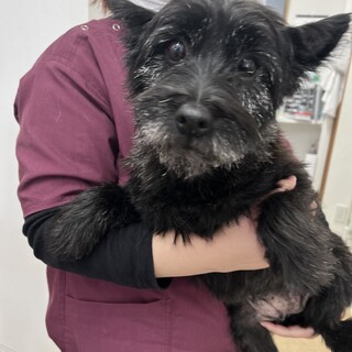 性格抜群⭐︎ケアンテリアのキャンちゃん⭐︎