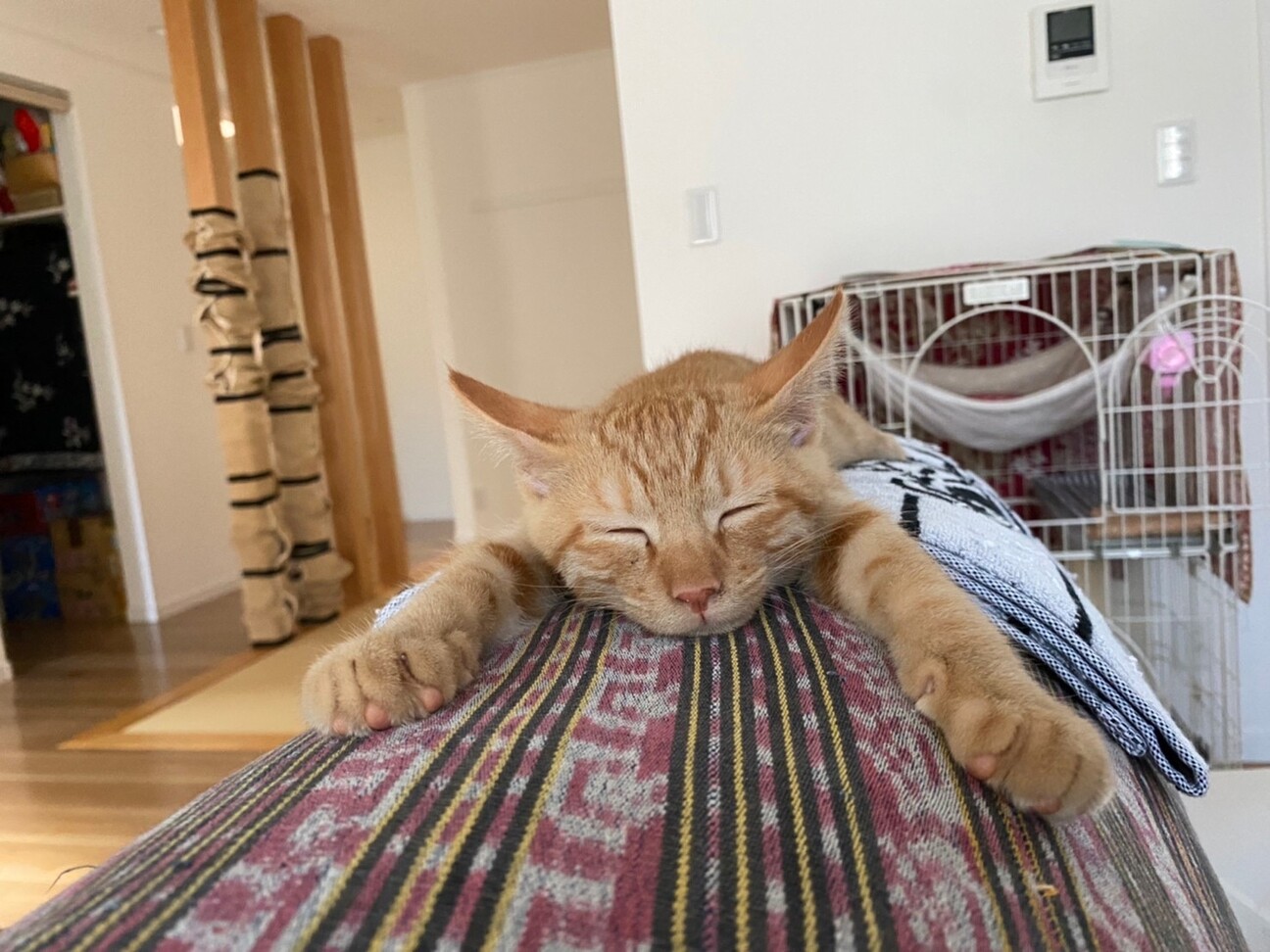 ボブ