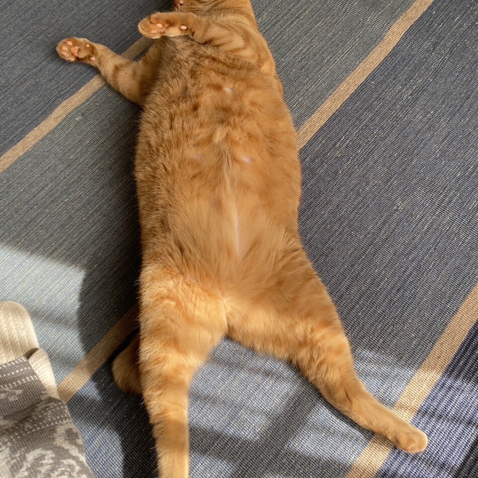 ボブのカバー写真
