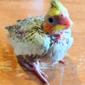 オカメインコの雛の里親さん募集します！