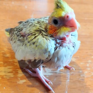 オカメインコの雛の里親さん募集します！