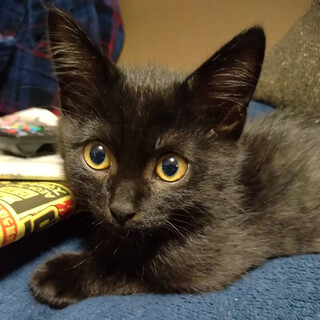 膝やお腹の上で寝る黒猫男子⭐️しゅう