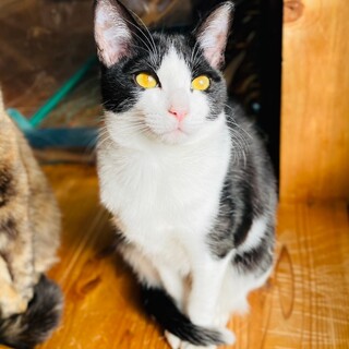 とっても甘えん坊のハチワレ⭐︎アンガスくん⭐︎