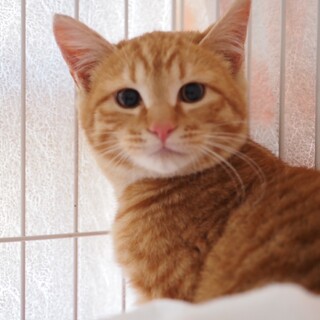 茶トラ　ライオン君5ヶ月。