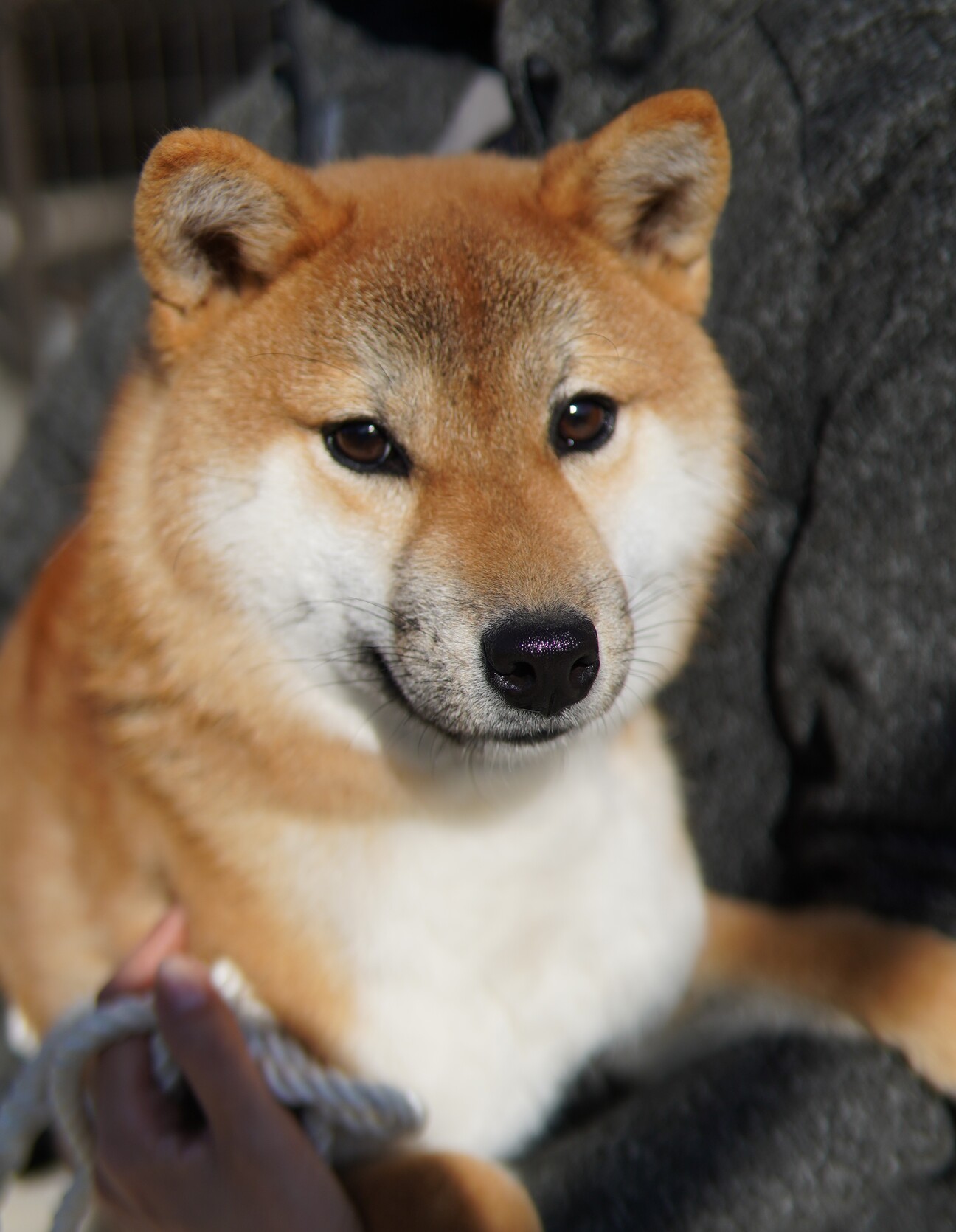 売り切れ　犬賞金 psa9 1742990.jpg