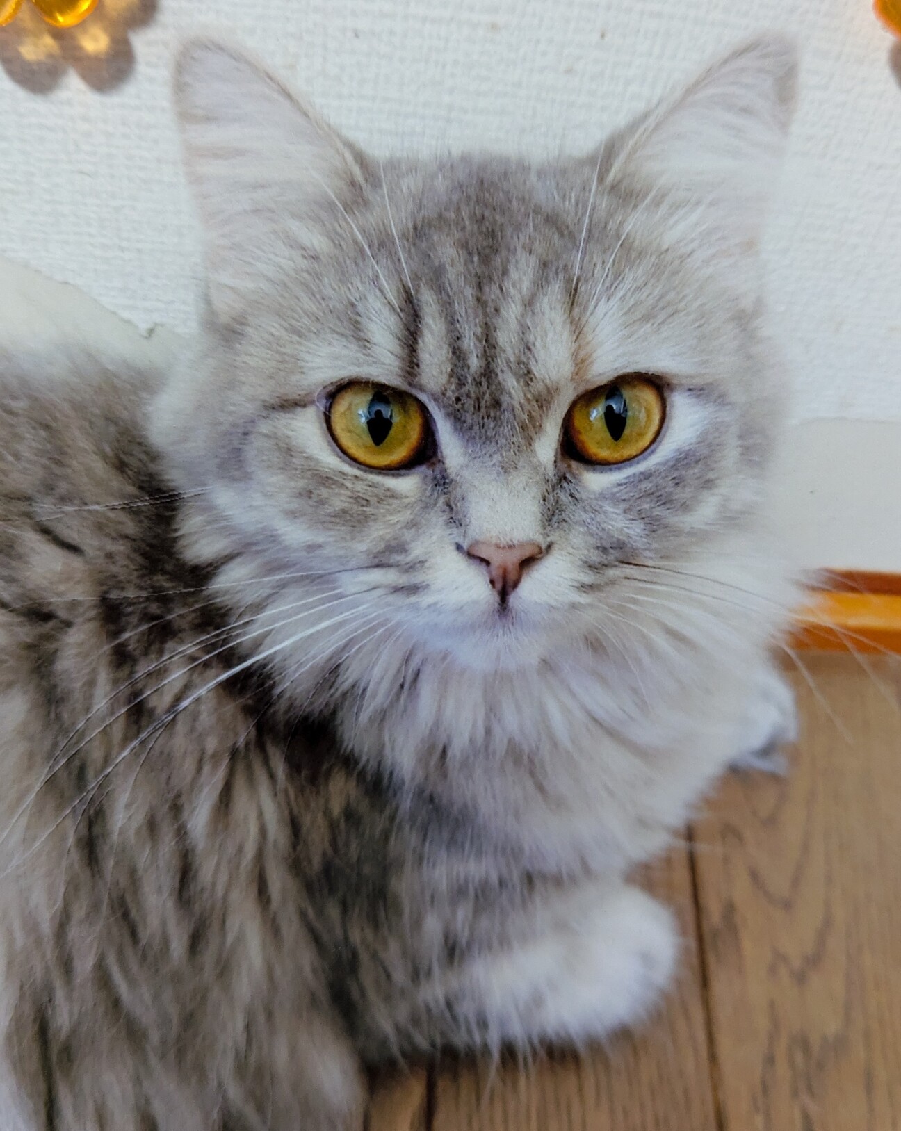 残1。猫の親子 イギリス製 生後1ヶ月弱兄妹①ハチワ」大阪府 - 猫の里親募集(514251