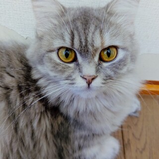 スコティッシュ♀3歳