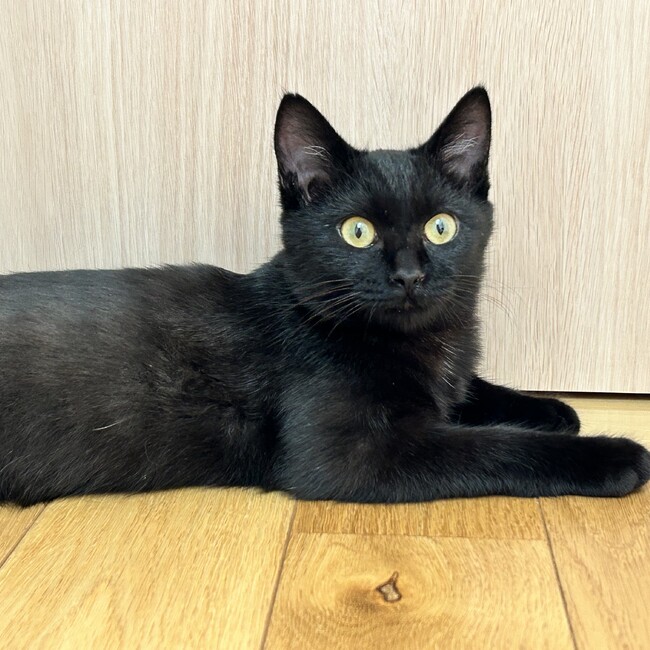 Corrieのカバー写真