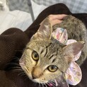ベンガル柄のキジトラ女の子、べるちゃん