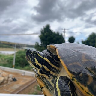 フロリダクーター