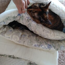 「ふかふかのお布団」サムネイル3