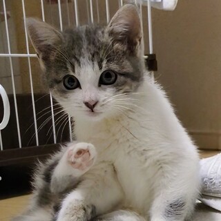 ナデナデするとゴロゴロちゃん❤︎カリンちゃん