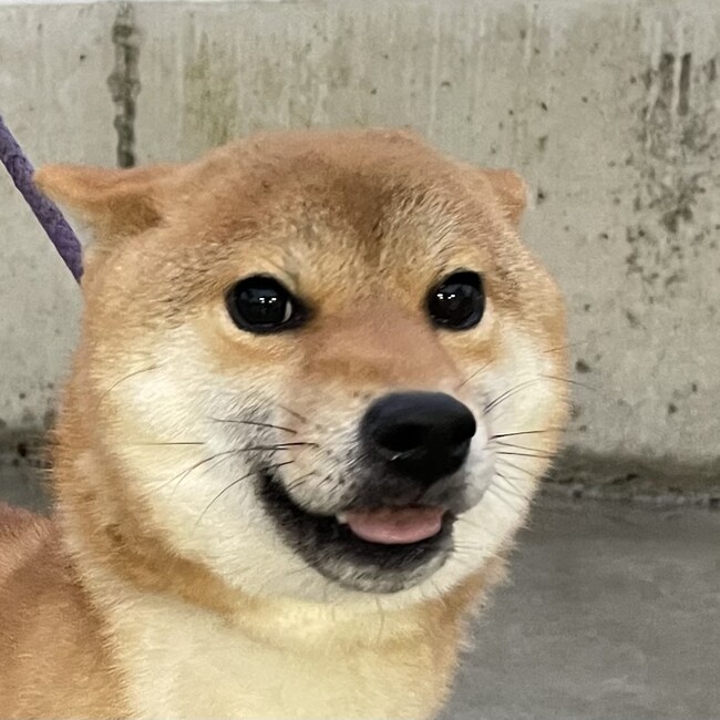 Rafuge des Toutousのカバー写真