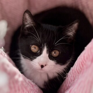 シャイでおとなしめな女の子　3か月