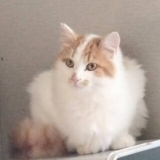 おっとり長毛フサフサの茶」千葉県 - 猫の里親募集(505963
