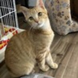 エイズ陽性・茶トラの小柄な女の子♪