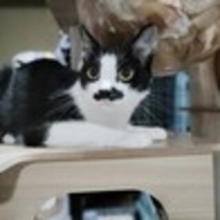 ちょびひげのハチワレくん♪