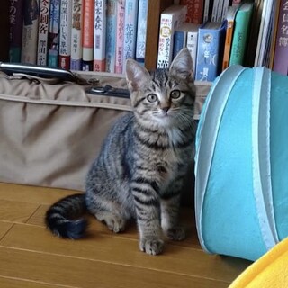 猫と仲良く出来ますちょっと怖がりさんのもみじちゃん