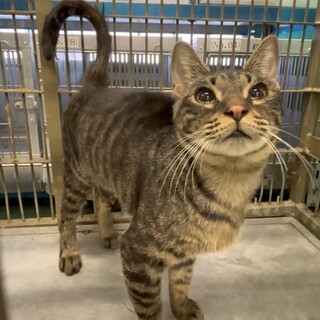 温かいおうちの子になれますように