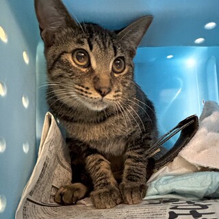 温かいおうちの子になれますように