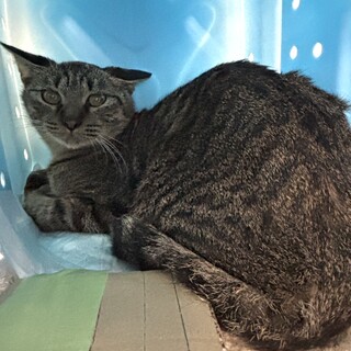 温かいおうちの子になれますように