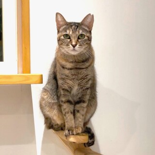 麦わら女子　アネー