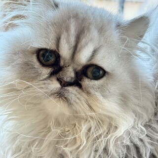 5か月のペルシャ女の子