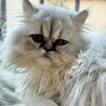 5か月のペルシャ女の子 サムネイル2