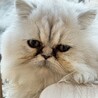5か月のペルシャ女の子 サムネイル3