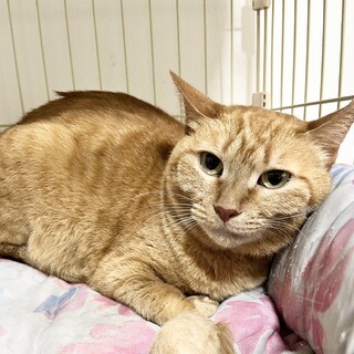 かわいい茶トラ女子の琥珀ちゃん