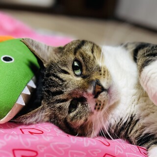 甘えん坊のマルちゃん！おもちゃ大好き！！