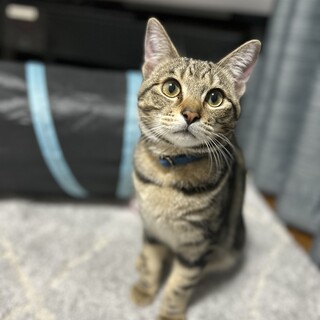 【美男子】アメショ風キジトラ