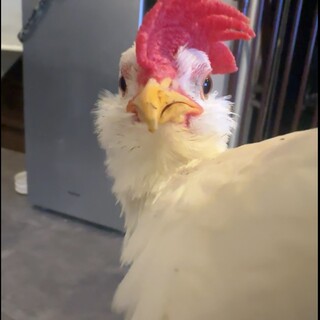 チャボ　男の子