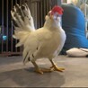 チャボ　男の子 サムネイル2